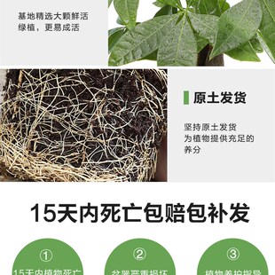 旺财植物寓意好的盆栽新款发财树高端家庭适合办公室放的绿植桌上