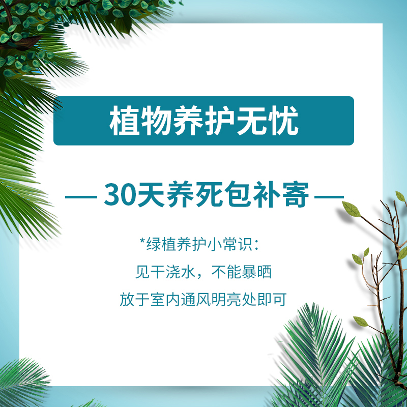 翠荷素兰花苗春剑冬带花苞出售室内庭院好养花卉绿植盆栽兰草壮苗