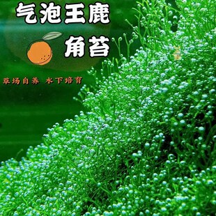 鱼缸造景鹿角苔莫斯水草增氧植物淡水冒泡慕斯片定植阴性前景草坪