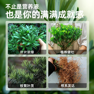 极速罗汉松专用营养液植物盆栽室内通用肥料造景树泰山松预防黄叶
