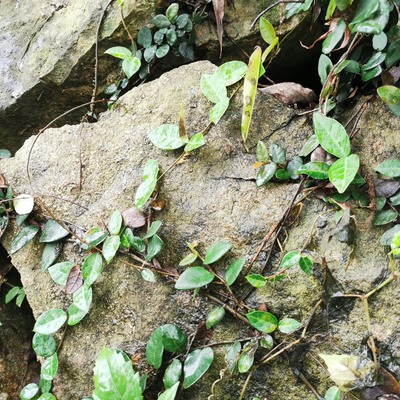 小叶爬山虎爬藤植物鱼池假山墙坡绿化四季常青20苗