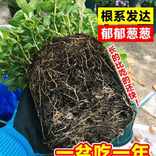 驱蚊草植物室外驱蚊子室内盆栽薄荷四季绿植驱蚊虫的阳台庭院客厅