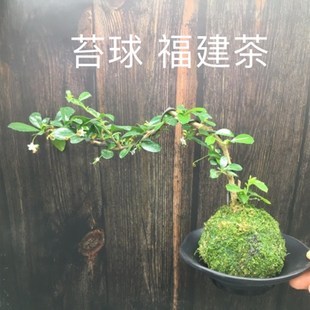 苔藓球小叶福建茶老桩盆景绿植景观造景室内好养植物四季常青开花