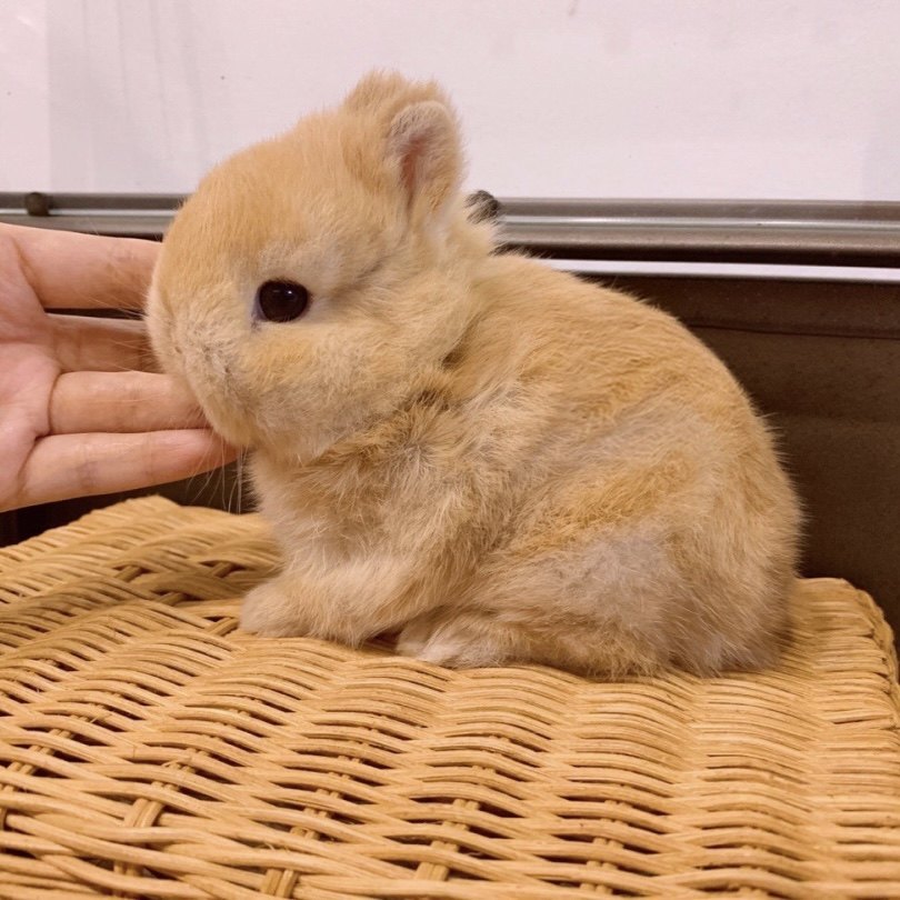 新品荷兰进口纯种美国二代双血统黄色侏儒兔宠物迷你兔