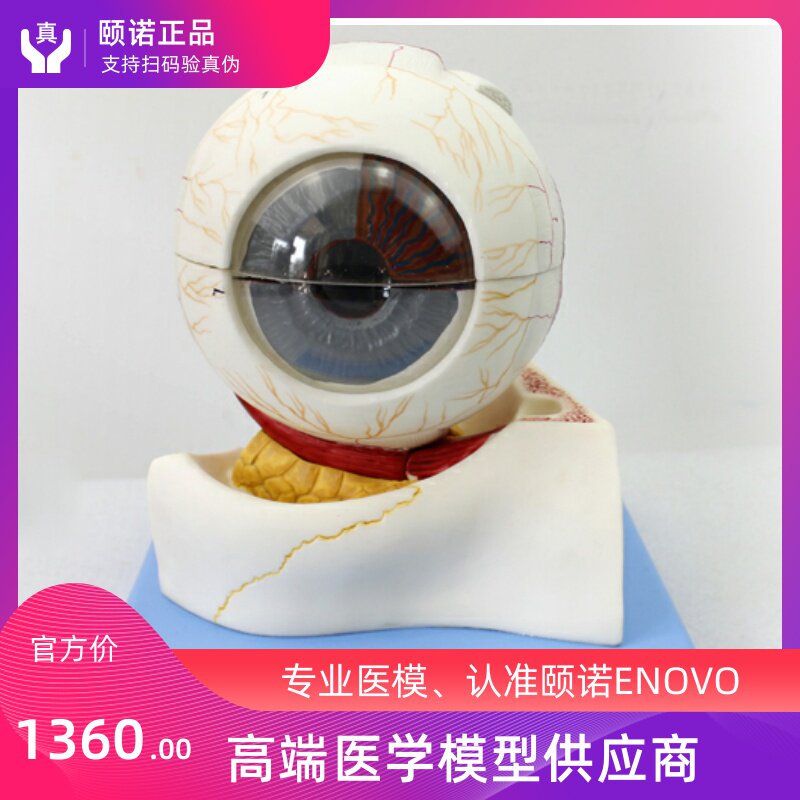 enovo颐诺专业版医学人体眼球构造放大模型眼球眼眶眼晴解剖模型