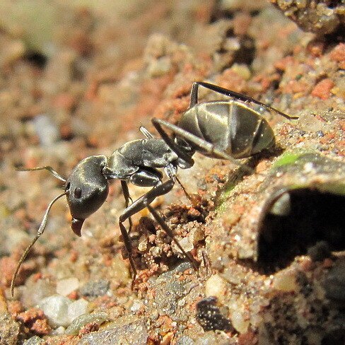 爱蚁协会2021巴瑞弓背蚁新后易养新手蚁爆产金属色