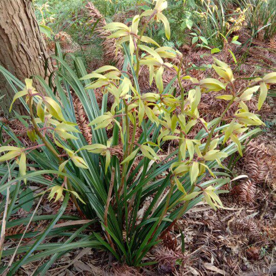 二月兰优惠专场,最新打折特卖商品,淘宝天猫优惠券领取-35优惠券网站