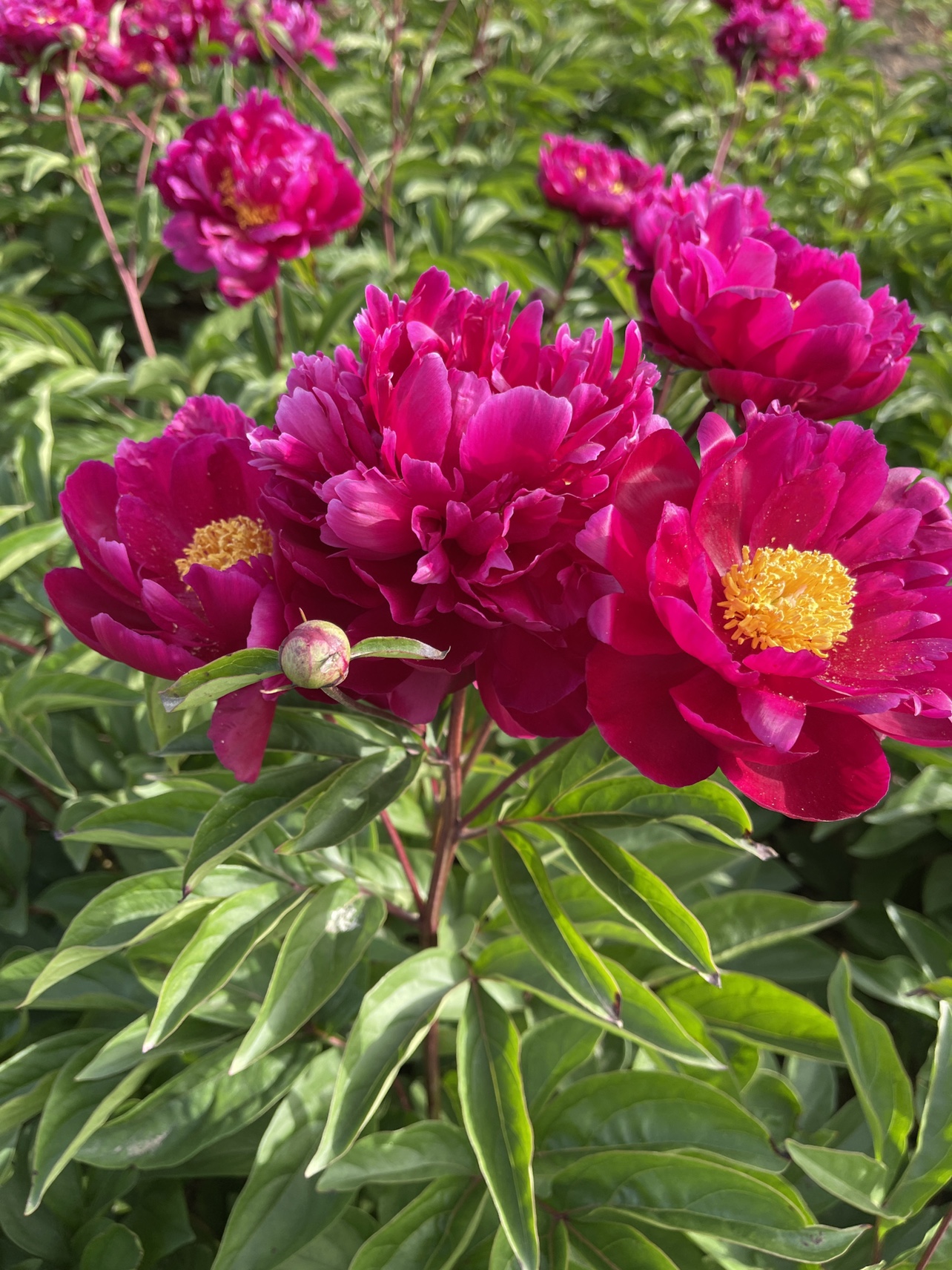 菏泽观赏芍药紫凤朝阳