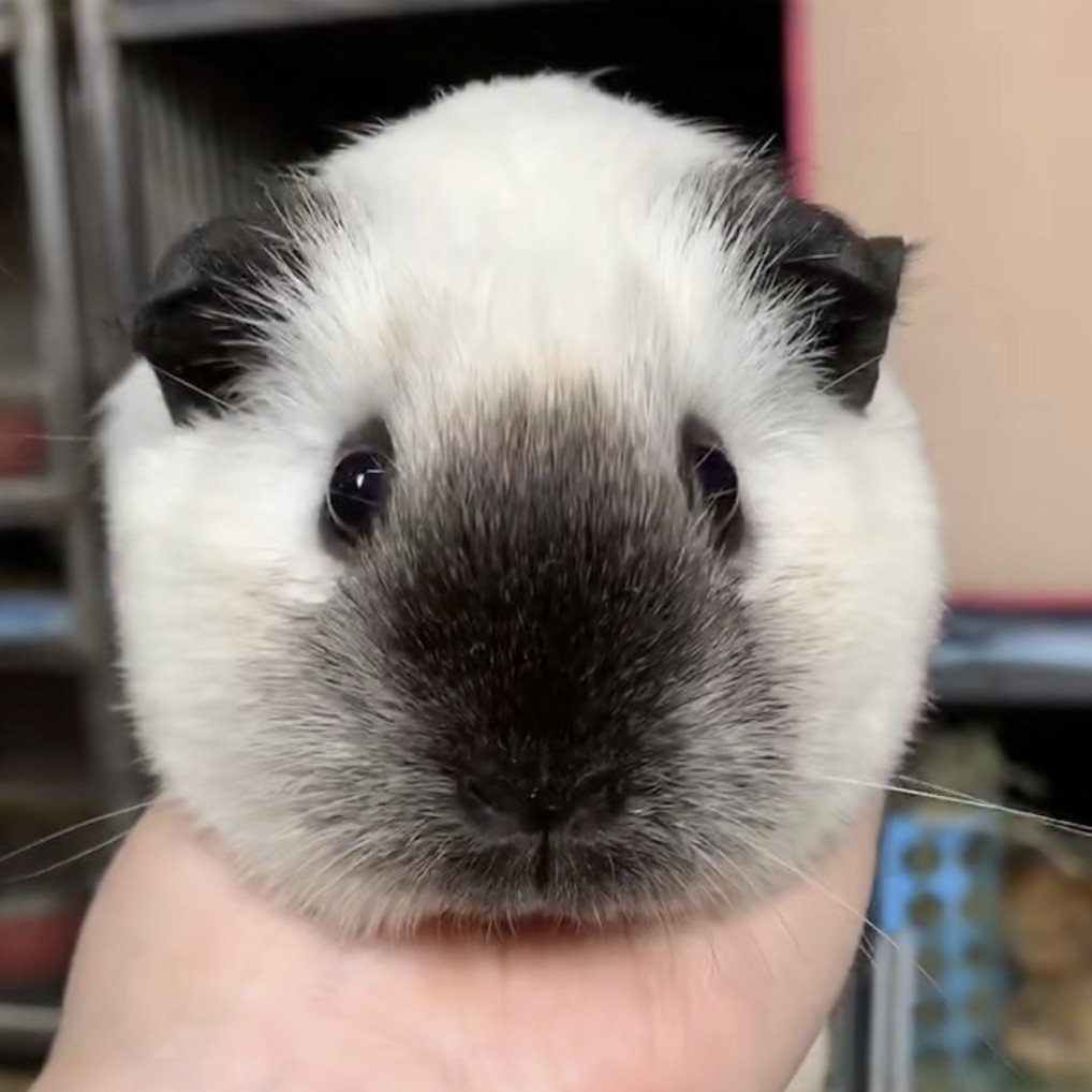 荷兰猪公仔活物-特价促销-优惠券领取-价格|多少钱|什么牌子好-35优惠