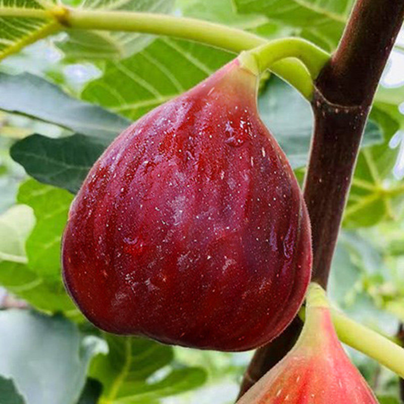 新鲜无花果鲜果