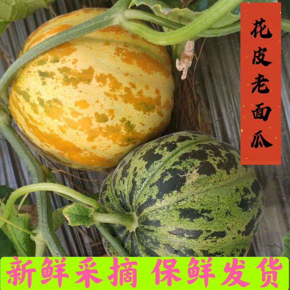山东老面瓜花皮面瓜香瓜黑皮面瓜黄皮面瓜低糖水果老年人顺丰包邮