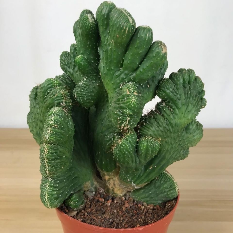 五指山镇宅之宝多肉仙人掌室内植物盆栽非常容易存活阳台办公桌棒