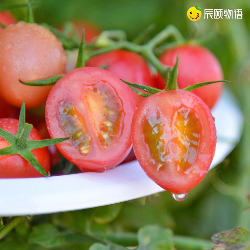 辰颐物语海南千禧圣女果小番茄小柿子即食爆汁新鲜孕妇宝宝水果