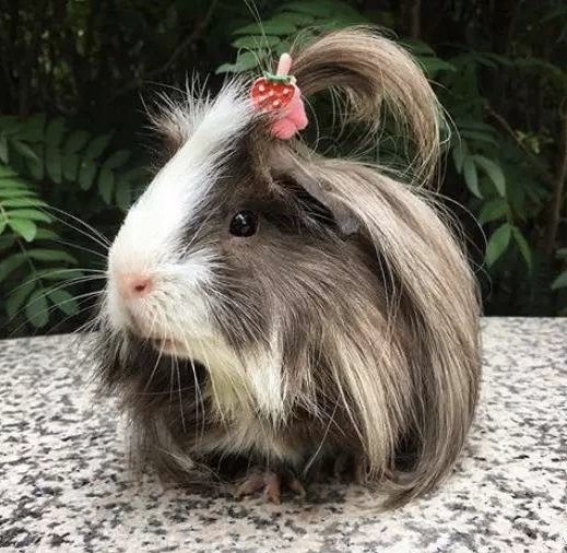 5祖莉 jolly天竺鼠粮 荷兰猪豚鼠粮 荷兰猪饲料 2.