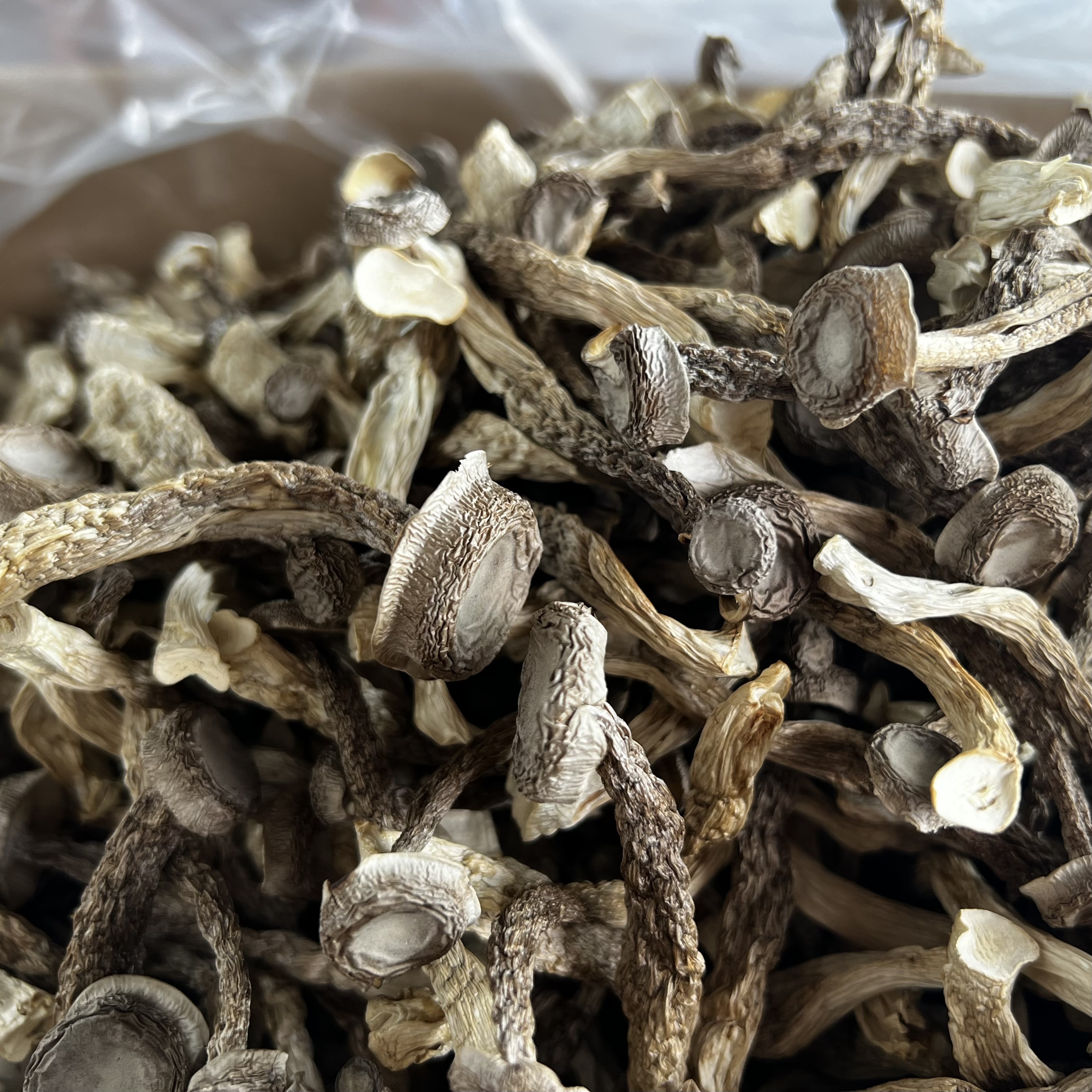 鹿茸菇云南特产野生菌煲汤食材新鲜