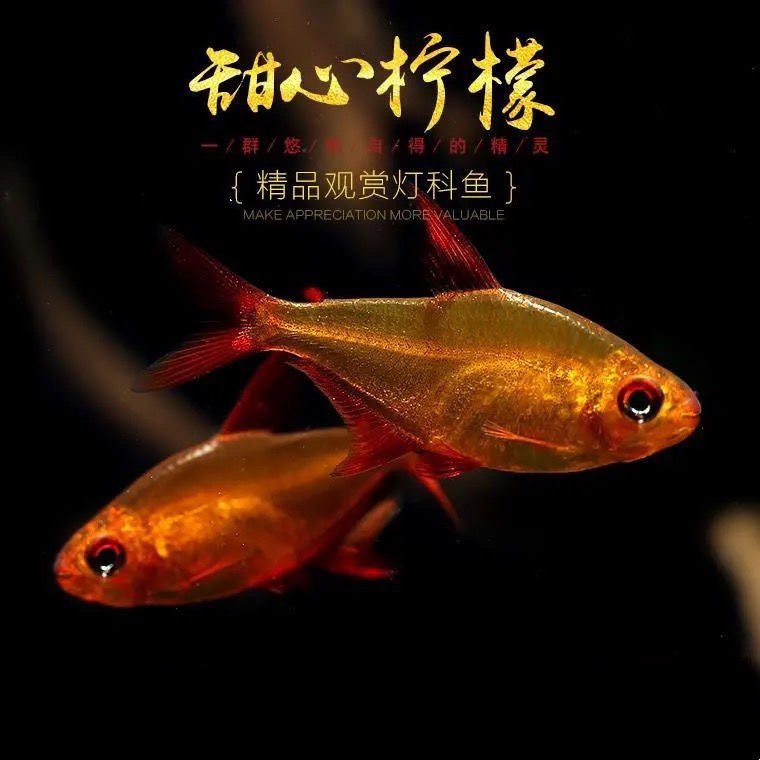 齐佳商贸城06 283.07月销0件甜心柠檬巴西进口超级柠檬灯热带11.