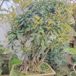 高档古桩桂花盆景树桩庭院阳台精品古桩丹桂红花桂花造型盆景实物