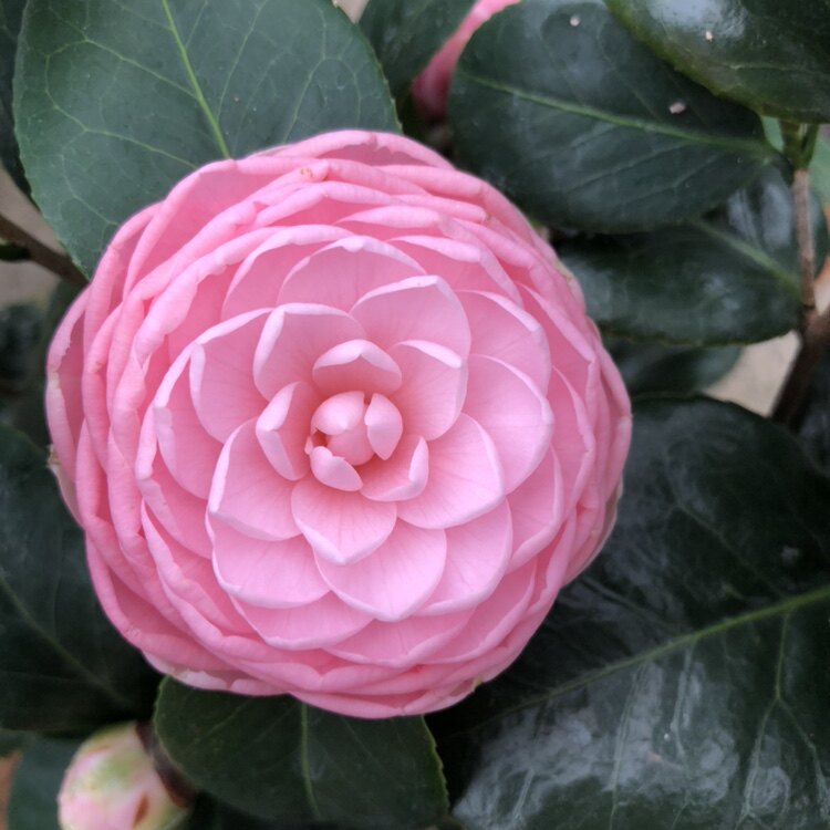 宫粉茶花又名小桃红广东粉纯粉色文瓣花型带花苞山茶苗名贵品种