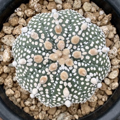 仙人球岩田奇迹兜10号日本输入一物一拍尺寸见图母本见详情