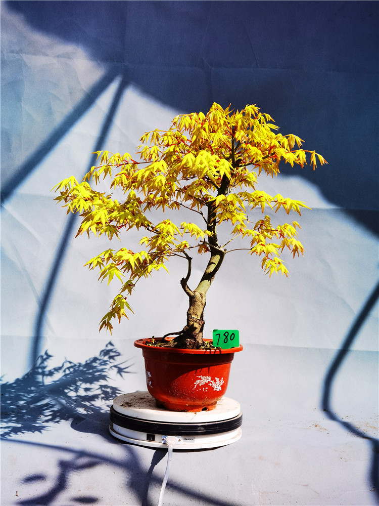 奉化华程家庭农场的优惠券大全—一物一拍日本枫盆景嫁接袖锦黄金枫黄