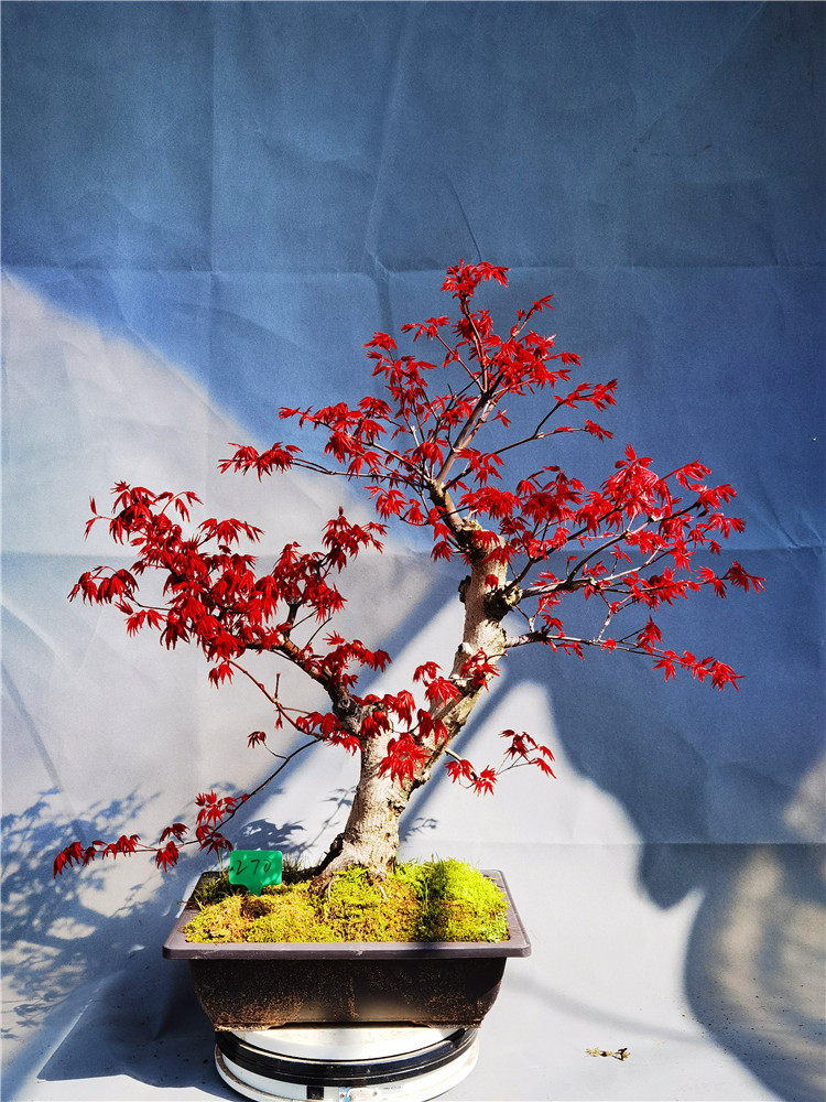 一物一拍华程园艺日本枫盆景原生红舞姬出猩猩红叶红枫树苗小盆栽