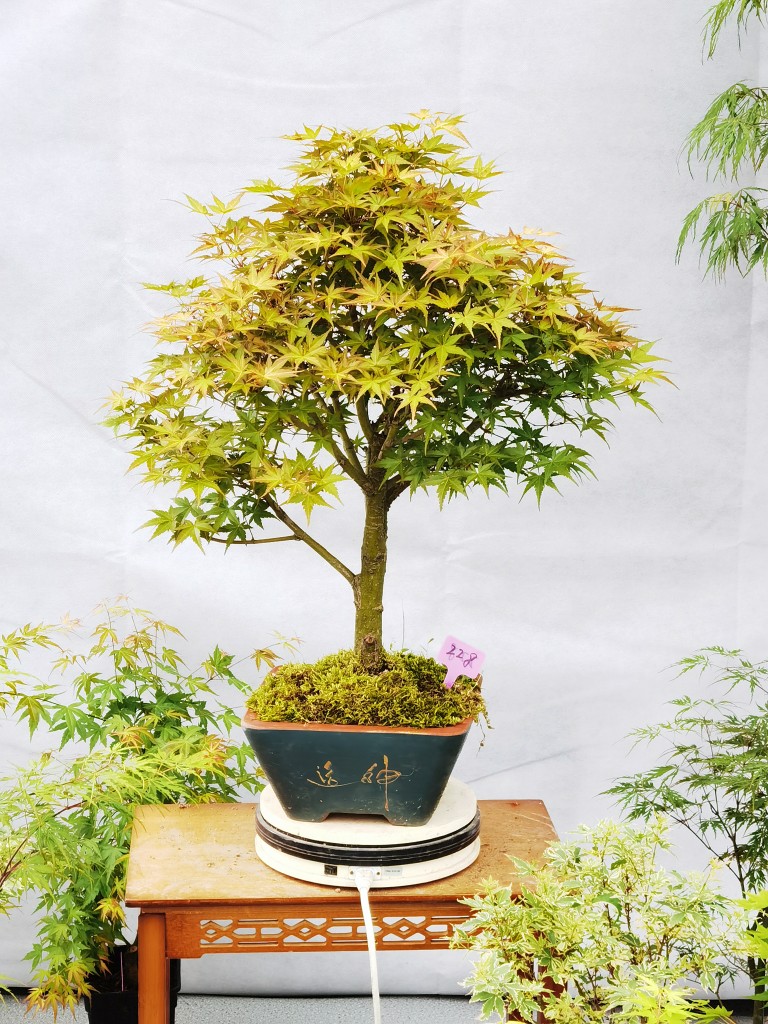 一物一拍华程园艺日本红枫凤凰日枫红叶枫树彩叶枫观叶植物盆景