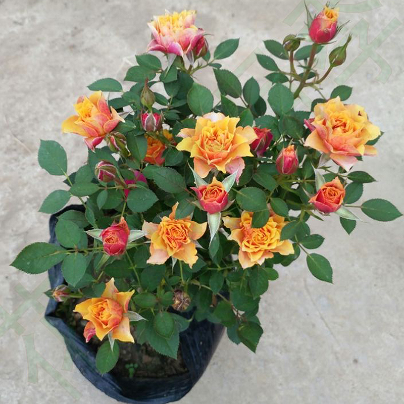 陽台微月比基尼經典複古色露台庭院勤花多頭四季開花玫瑰花苗盆栽在類目 家居飾品, 擺件中 - 來自Buy2taobao.com提供專業的淘寶代購服務