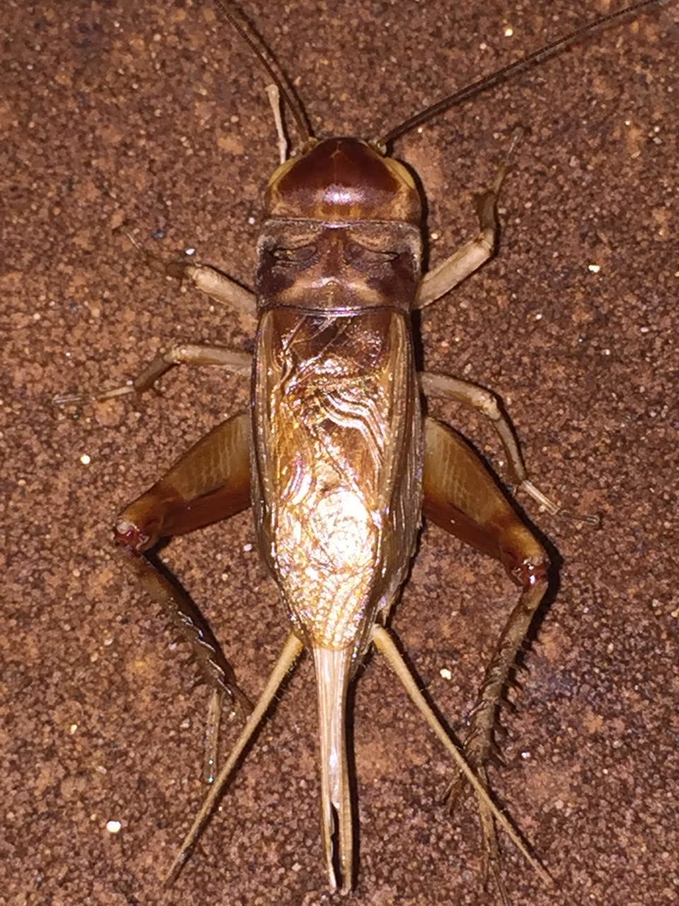 蟋蟀大全——其他用品