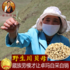 卓瑪阿媽川貝之家 川貝母正品 川貝 野生特級粉川貝中藥材松貝50g 卓瑪阿媽川貝之家 川貝母正品 川貝 野生特級粉川貝中藥材松貝50g