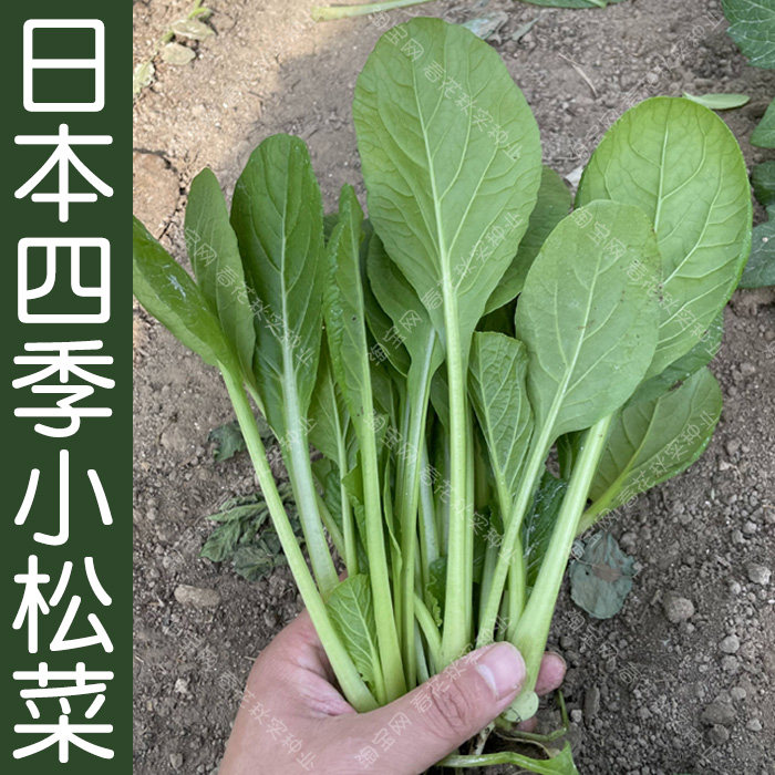 热销日本好吃的_日本小松菜小白菜种子 春夏秋四季播蔬菜籽 阳台盆栽