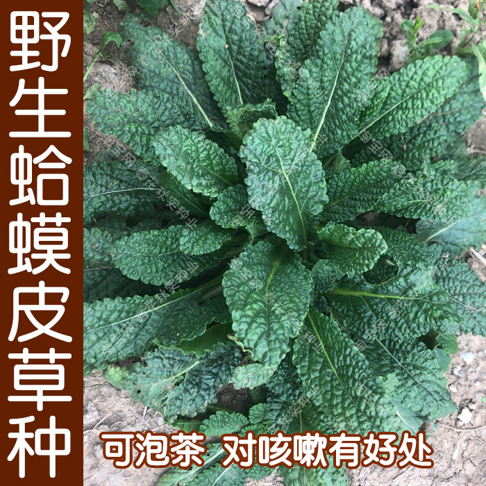 中草药蛤蟆蟾蜍草种种子野菜药膳蔬菜菜籽也可家庭园艺种子