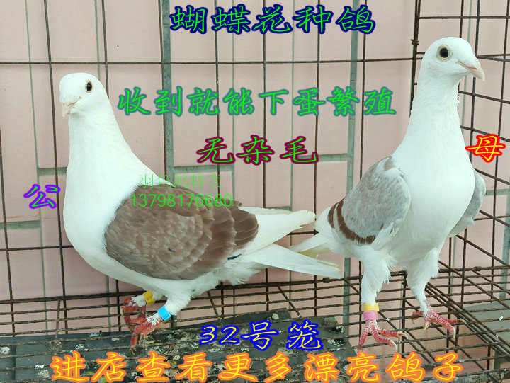蝴蝶花鸽子种鸽红二线蝴蝶花蝴蝶背鸽子秀鸽子信鸽子红鸽子肉鸽