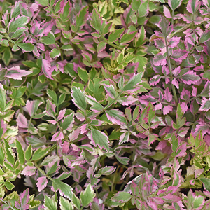 淘宝日本引进彩叶水芹耐热耐寒水生沼泽过滤水池水陆造景阳台花园植物