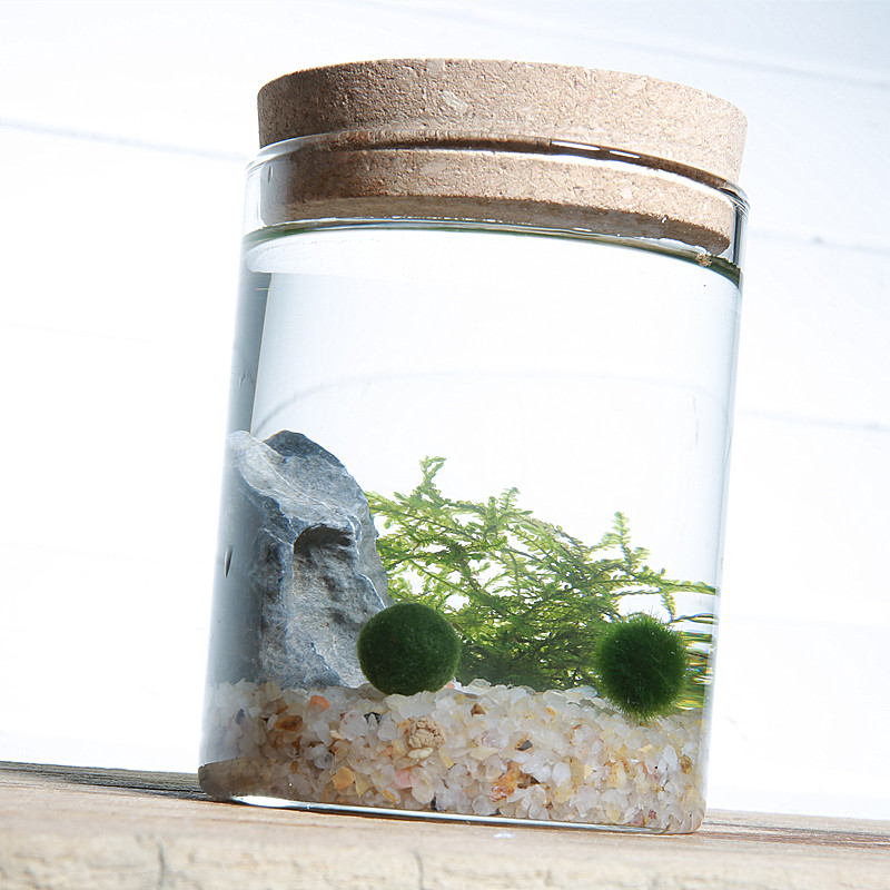 和风幸福可爱「元气瓶」绿球藻diy生态瓶好养迷你水培植物海藻球