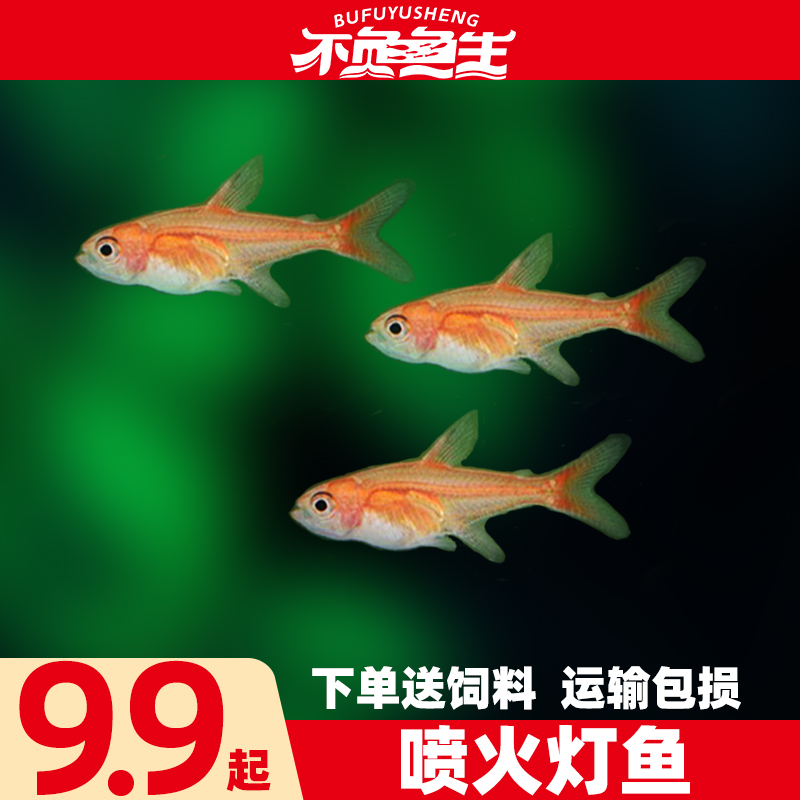 喷火灯鱼红绿灯鱼小型热带淡水族水草缸群游观赏鱼灯科鱼活体包邮