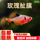 红玫瑰扯旗鱼红大勾红叉黑尾大勾鱼淡水鱼小型热带观赏鱼好养活体