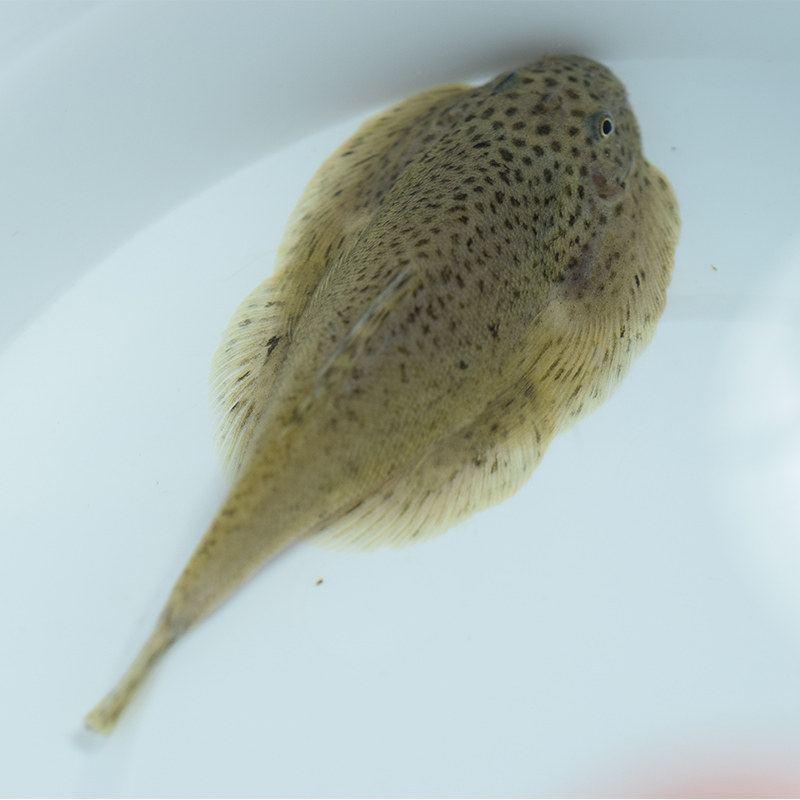 热销鳅活体 观赏鱼_yubaibai双吸盘鳅琵琶鼠鱼清道夫鱼清缸鱼原生鱼