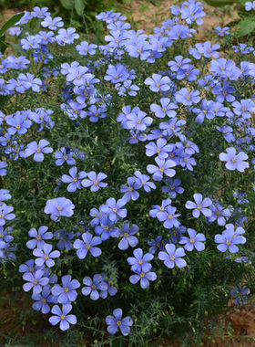 蓝花亚麻蓝色花坛花镜花海景观种子