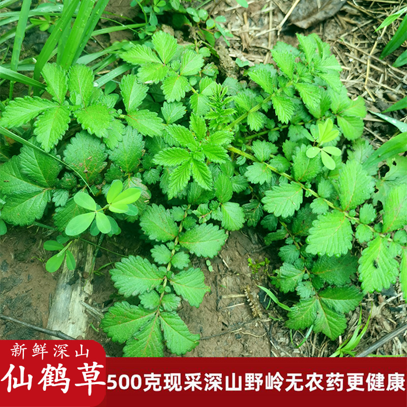 仙鹤草新鲜深山现挖中药材全草苗龙牙