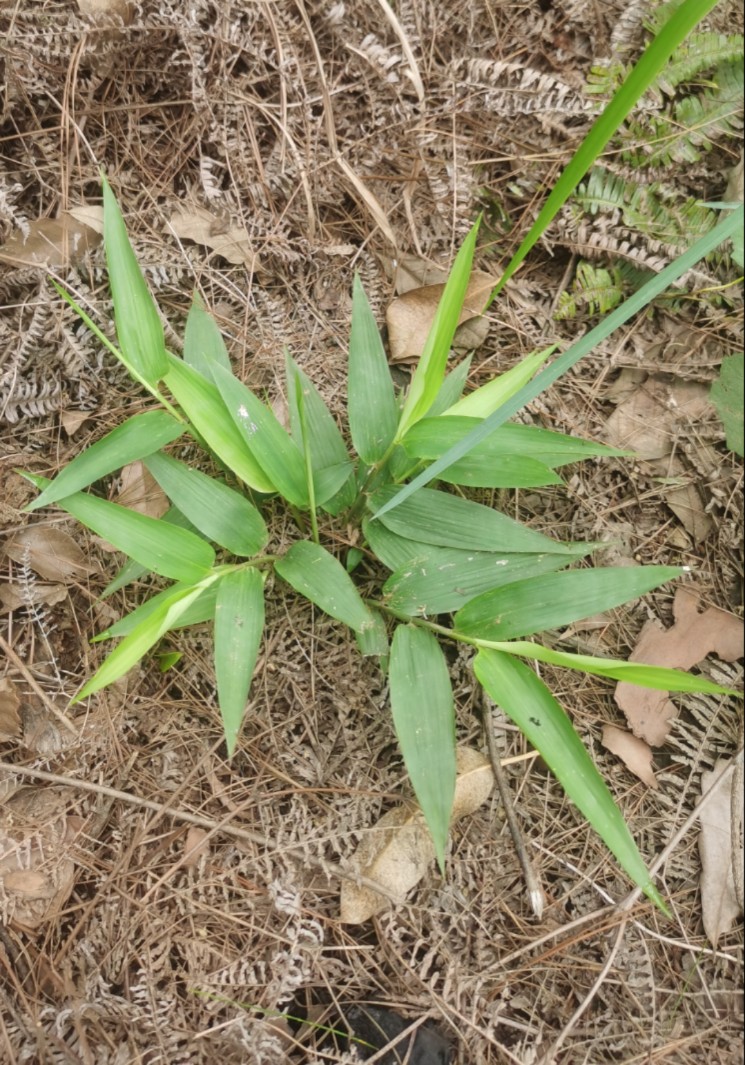 新鲜淡竹叶茶深山野竹叶参百尾笋万寿