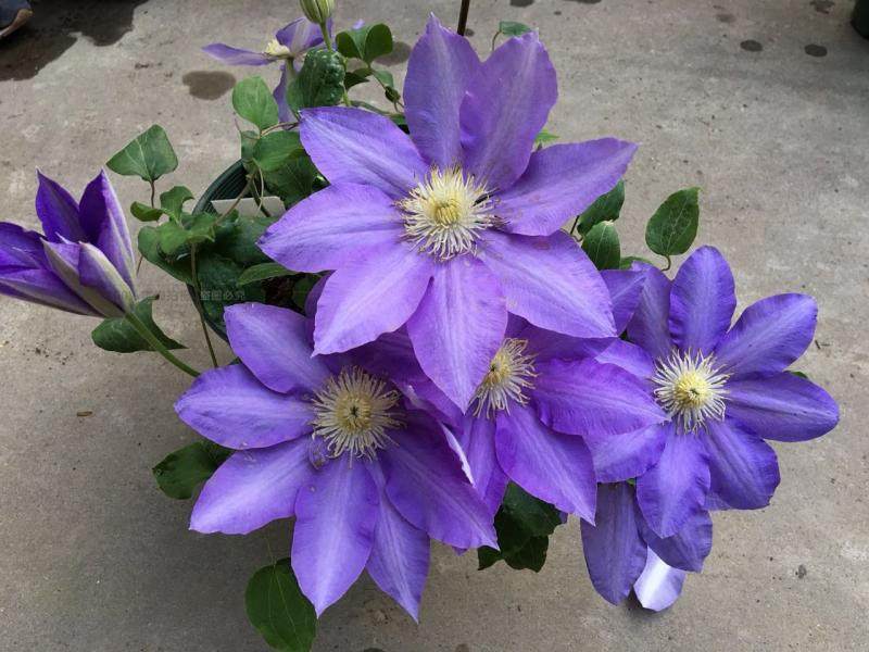 豫园苗圃《hf杨》hf杨 铁线莲新品 稀有蓝色丰花入门款攀援花卉