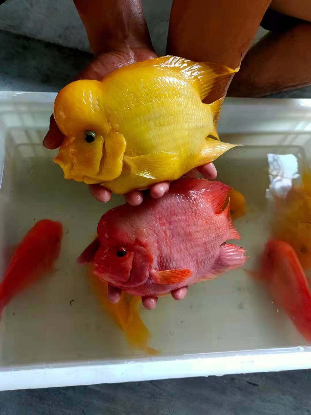 财神好养饲料游包鱼群观赏鱼观赏淡水金刚清道夫鱼