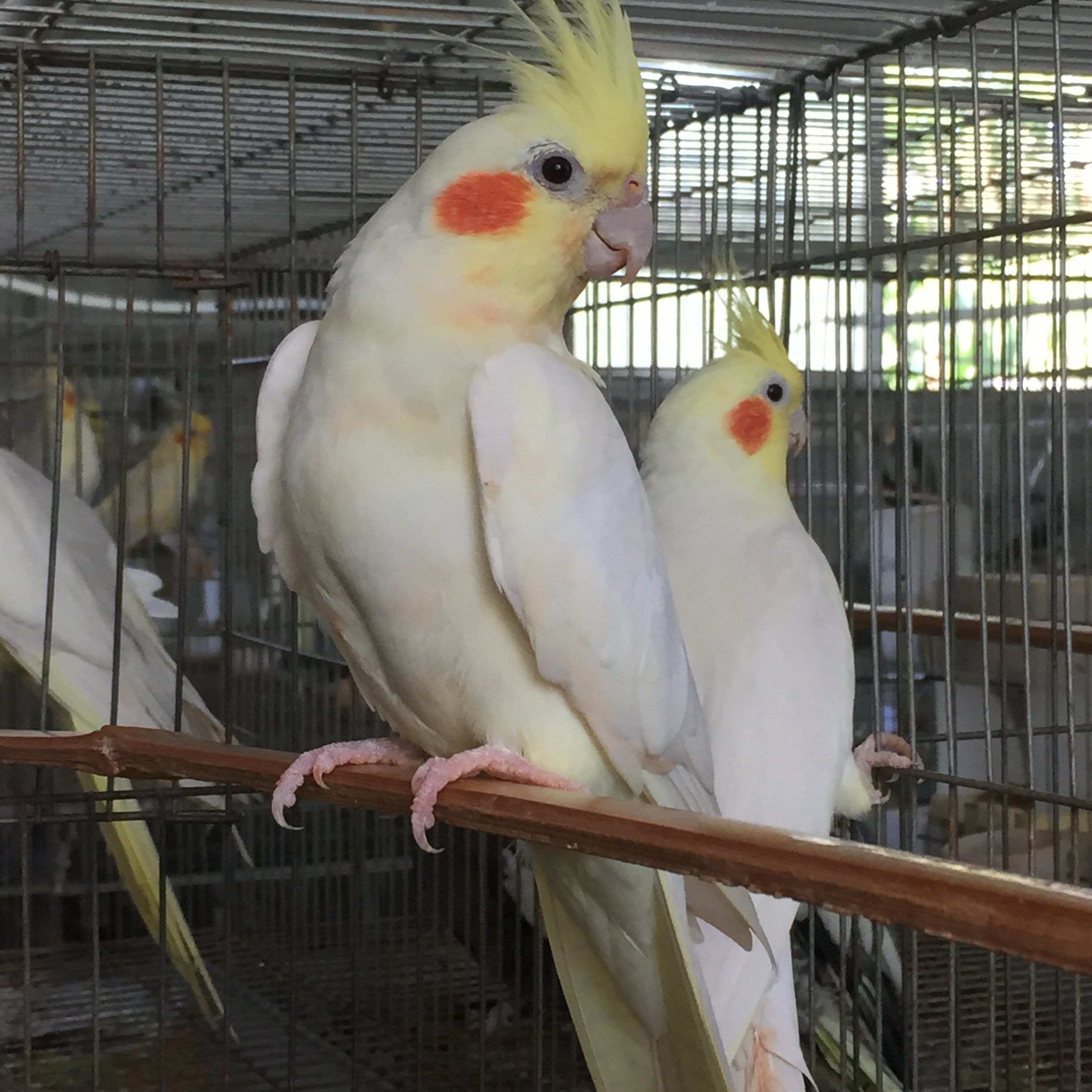 鹦鹉之乡商丘养殖场的优惠券大全