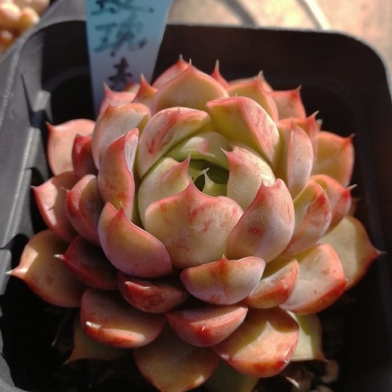 多肉植物玫瑰夫人群生多头老桩室内阳台桌面多肉植物