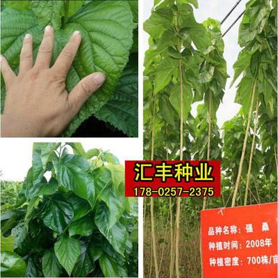 大叶蚕桑桂桑优12强桑一号农桑陕蚕饲料桑树种子养蚕专用桑树种子