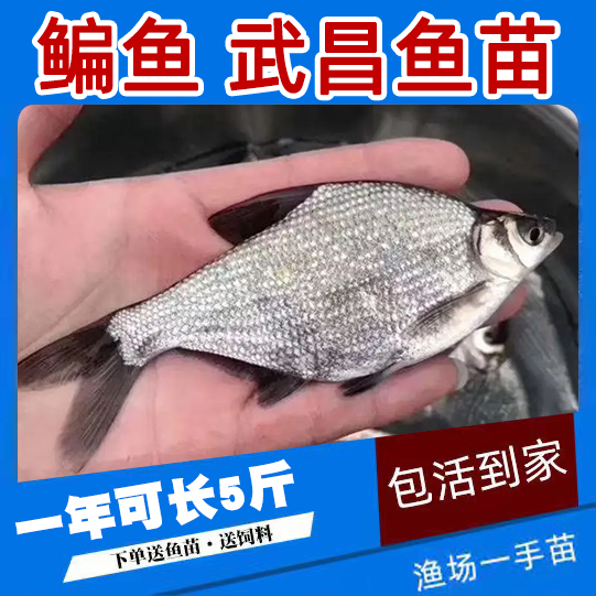 武昌鱼苗淡水养殖食用扁鱼苗活体三角鲂团头鲂边鱼苗超好养鳊鱼苗