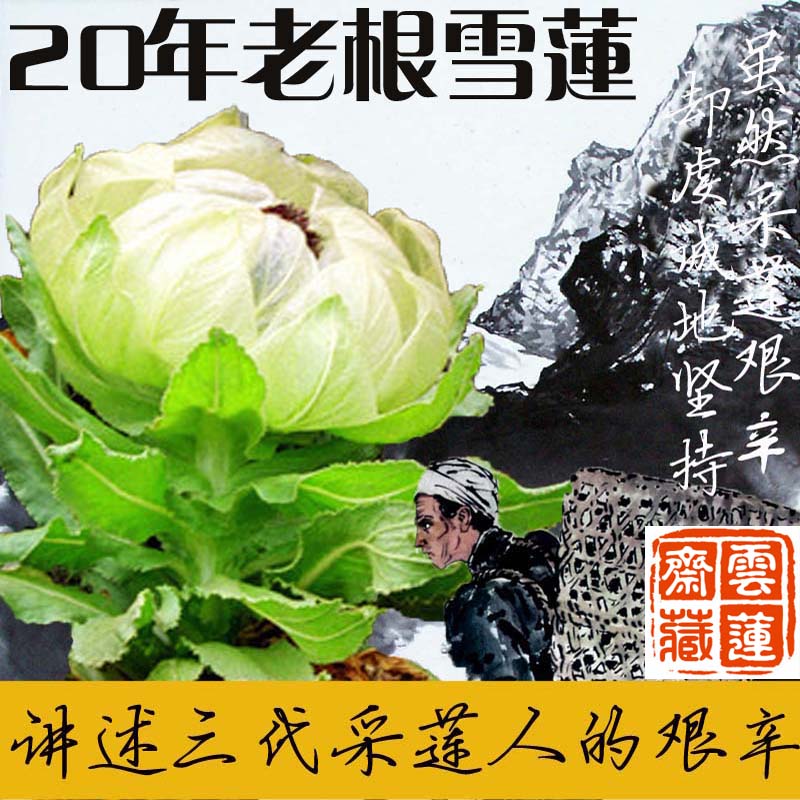 云莲斋天山雪莲5500米高海拔纯野生雪莲花新疆雪莲王泡酒料中药材