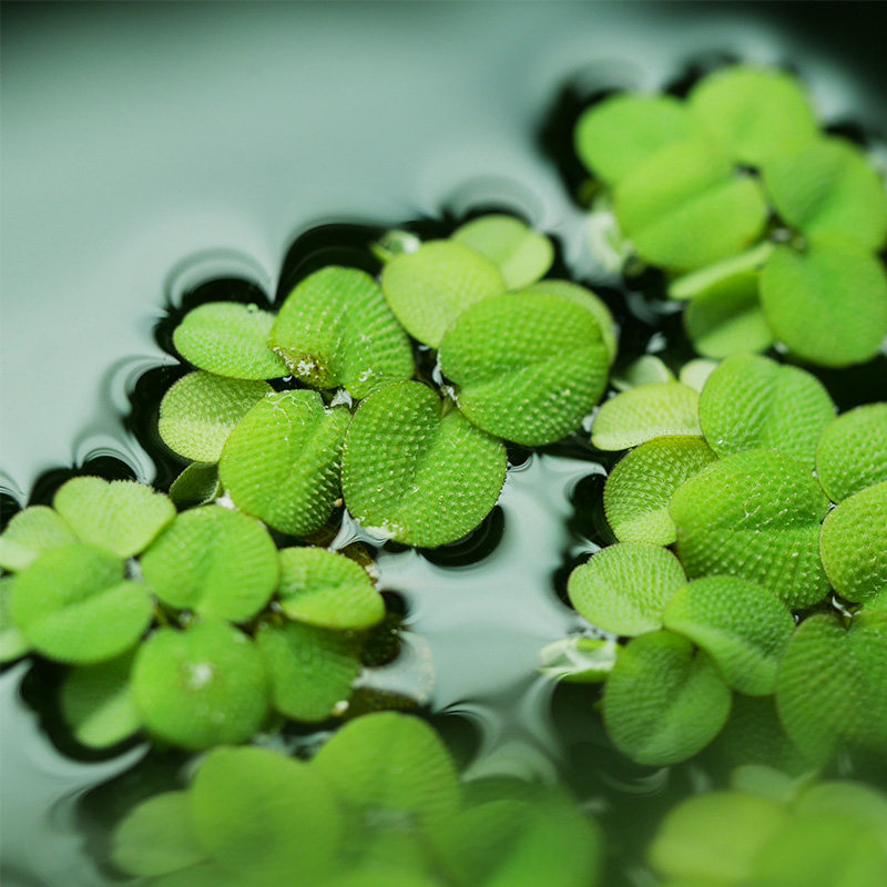 槐叶浮萍芝麻浮萍水草小叶浮萍青萍芝麻萍水草斗鱼缸水族造景水草