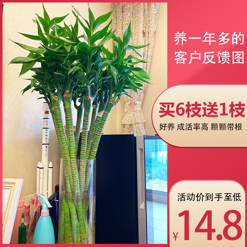 龙竹水培植物罗汉竹富贵竹观音竹 办公室内客厅桌面花卉盆栽盆景