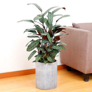 室内孔雀猫眼俏美人 新飞羽双线青苹果竹芋四季观叶绿植植物盆栽